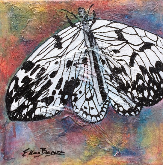 Papillon 6