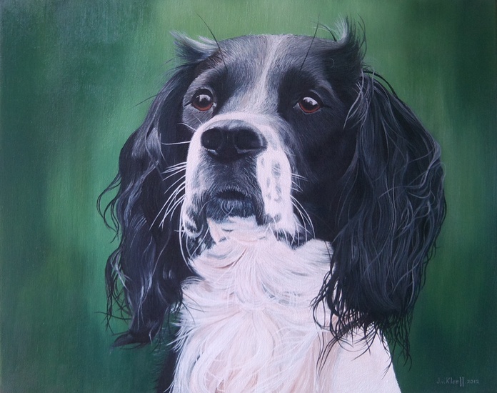 Engelse springer spaniel