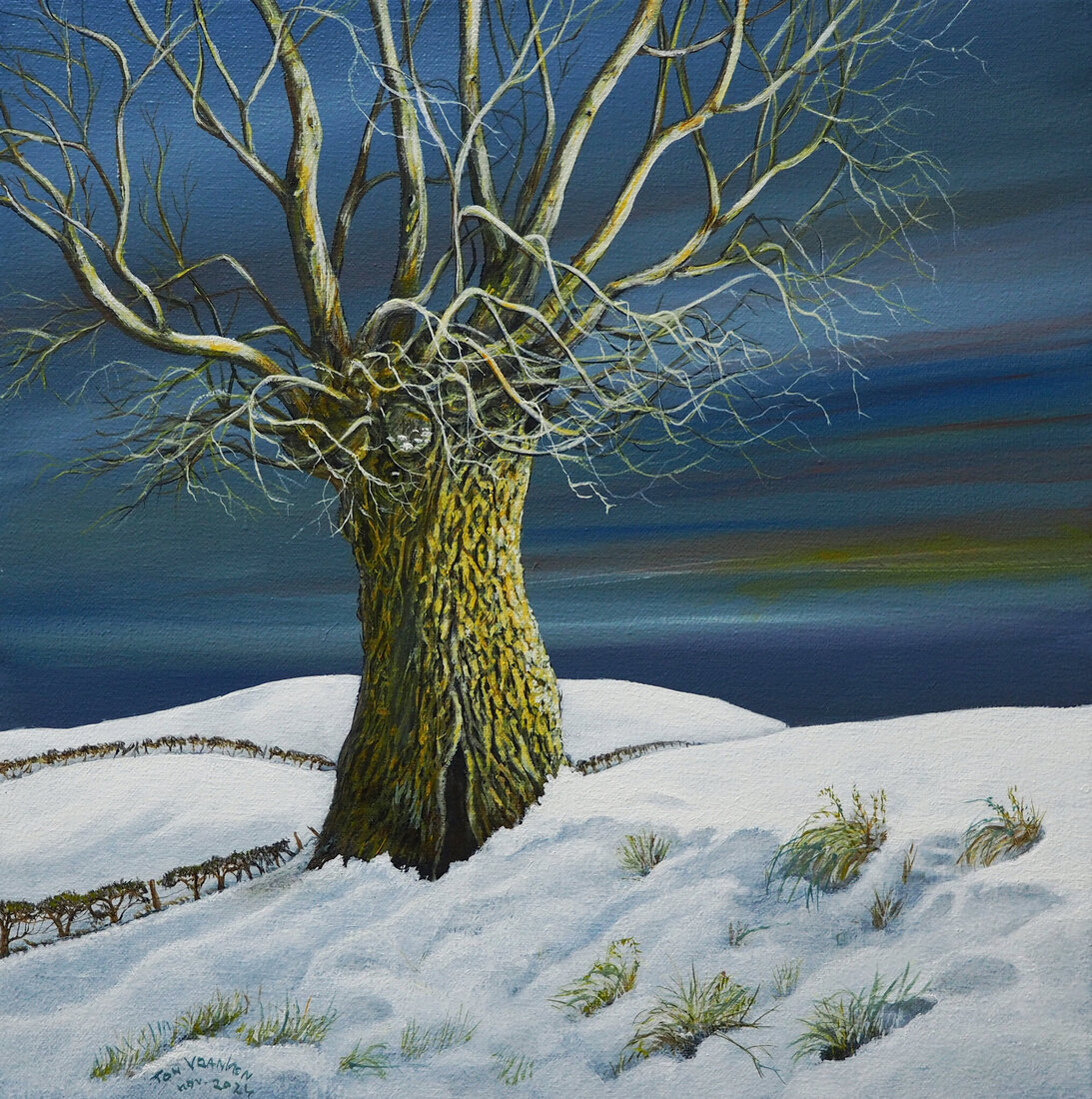 Eenzame knotwilg in winter