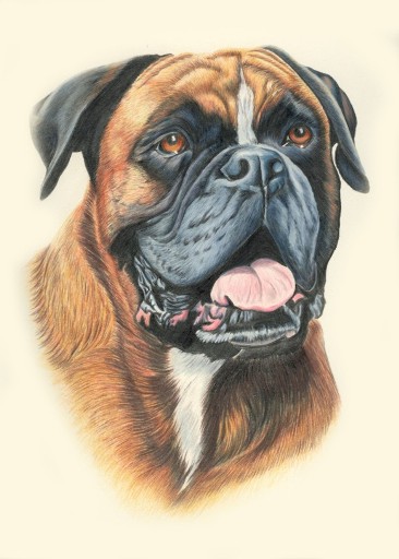 Boxer