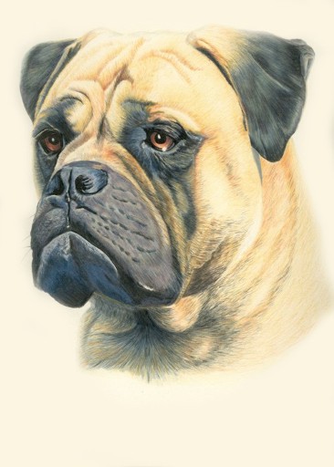 Bullmastiff