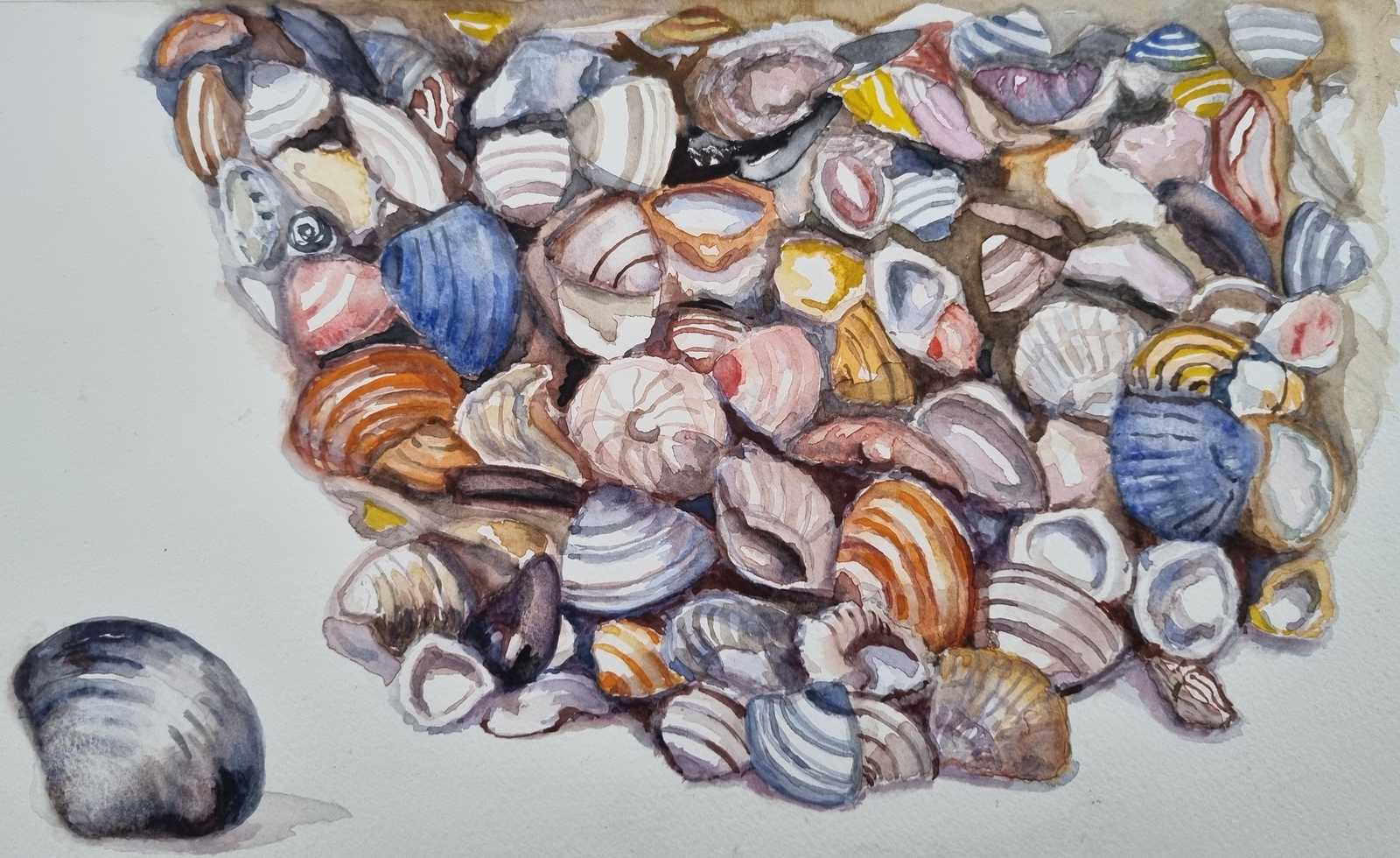 Shells 1