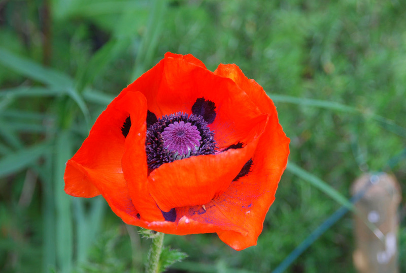 Papaver