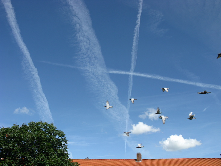 Chemtrails and pigeons