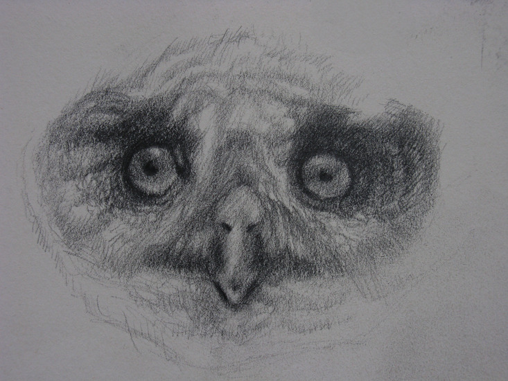 A little owl