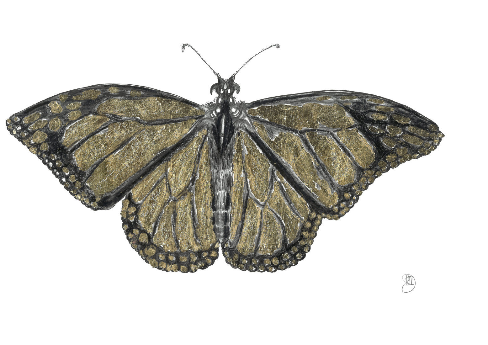 Monarch Vlinder