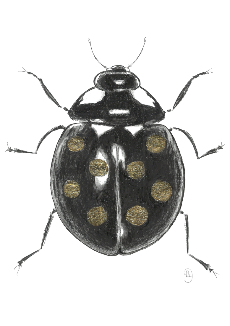 Beetle