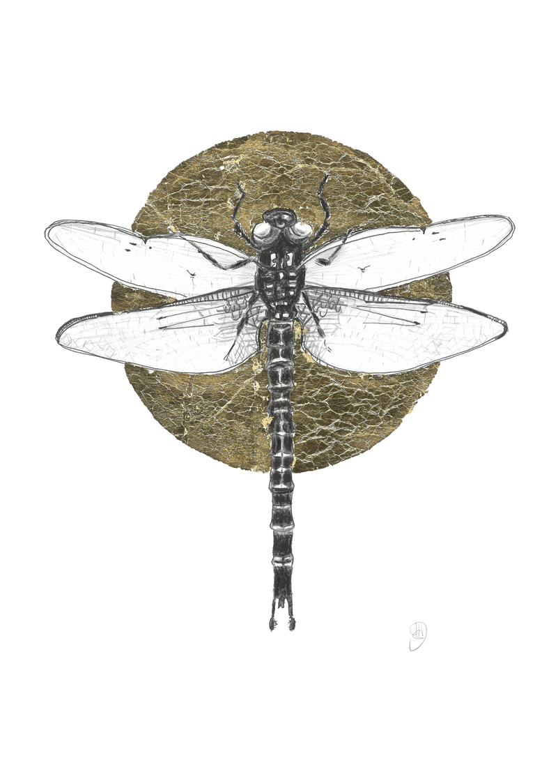 Dragonfly