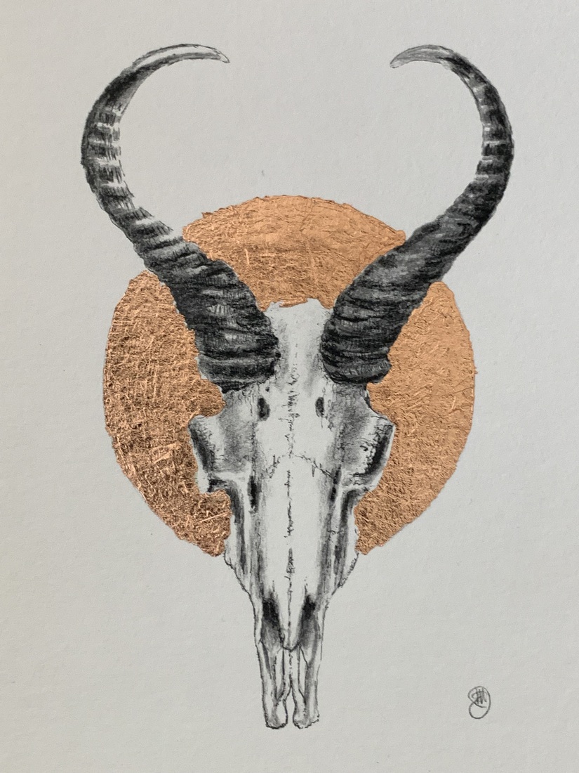 Springbok