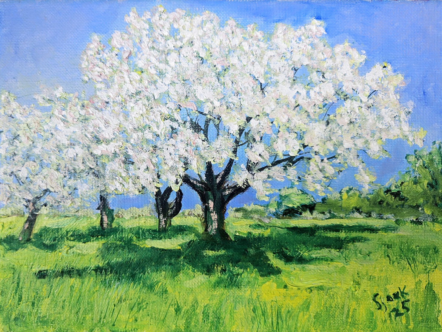 Bloesem in appelboom