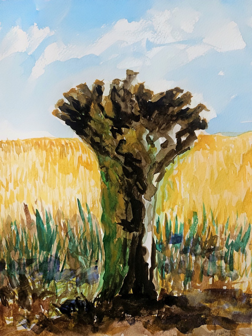 Knotwilg bij graanveld