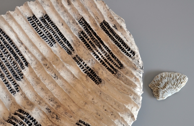 schaal met koraal motief