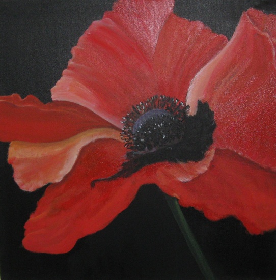 papaver