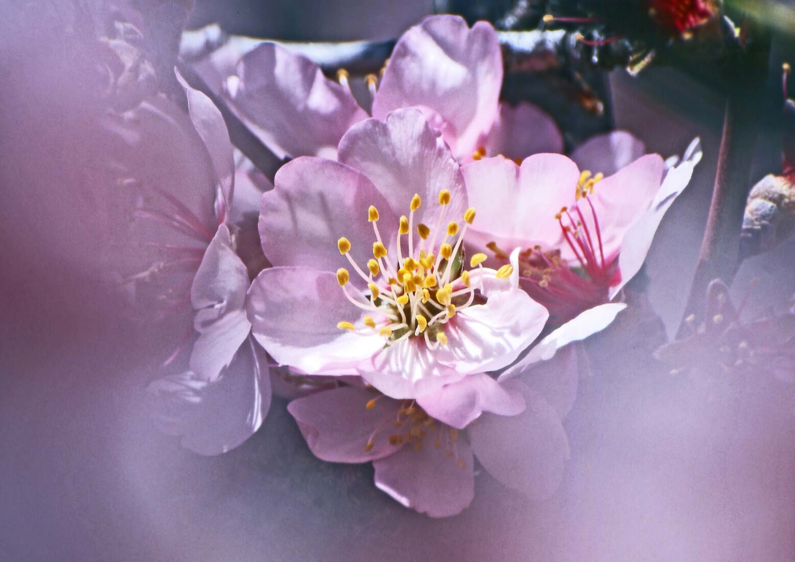 Prunus dulcis (amandelbloesem)