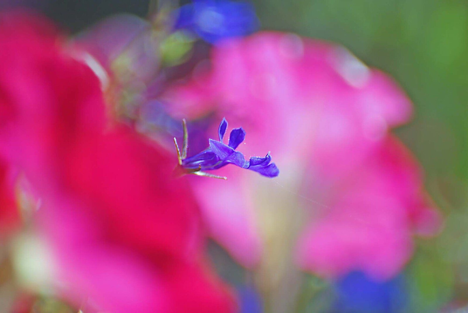 Lobelia erinus 'Regatta Sky Blue' (tuinlobelia)