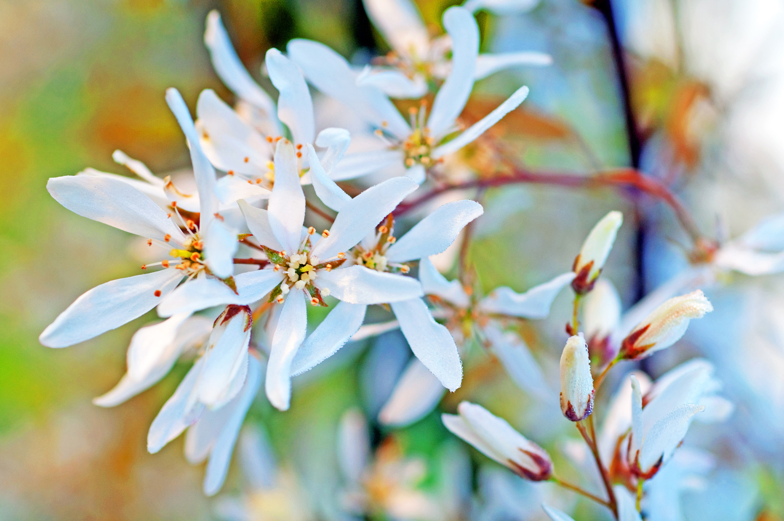 Amelanchier lamarckii (krentenboompje)
