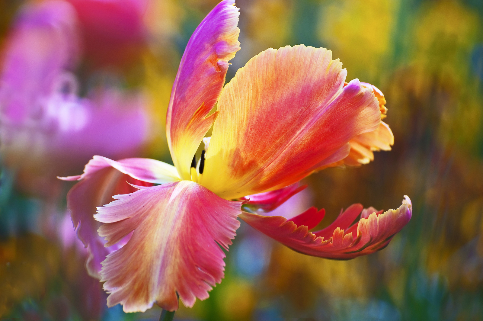 Tulipa 'Orange Favourite'