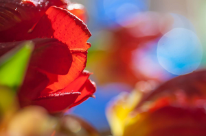 Naast mijn redactionele werk voor magazines maak ik kunstzinnige opnamen van bloemen, blad, zaaddozen en bessen. Het is een fascinerende manier om mijn onderwerpen op een heel andere manier te laten zien. Het levert dromerige, sprookjesachtige en kleurrijke foto's op waar je lang naar kunt blijden kijken. Ideaal dus voor aan de muur in huis, in de werk- of wachtruimte of op kantoor.