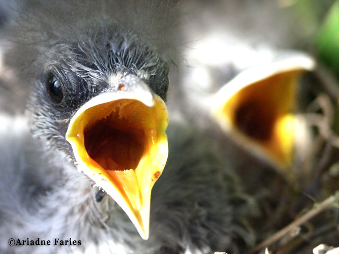 chuchubi baby bird 3