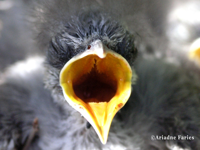 chuchubi baby bird 2