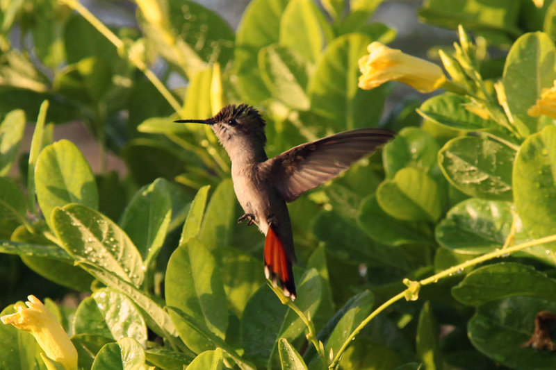 Hummingbird Dornasol