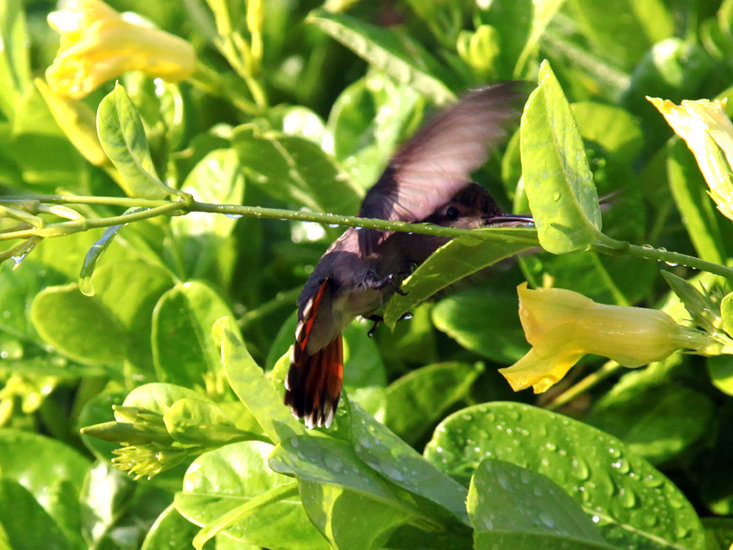 Hummingbird Dornasol 3