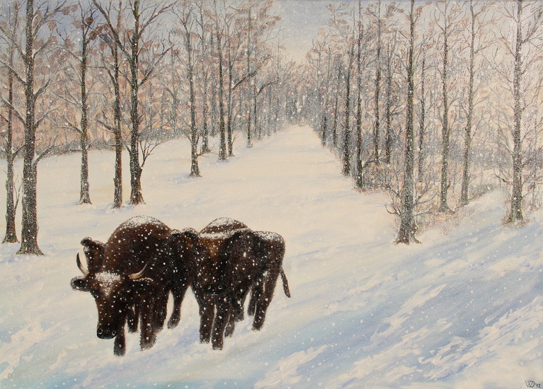 Ossen in de sneeuw