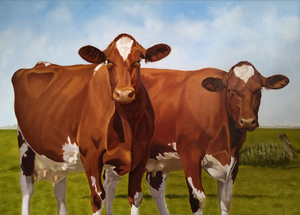 Portretten van koeien