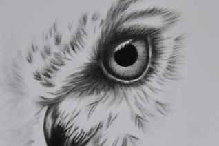 Bird eyes