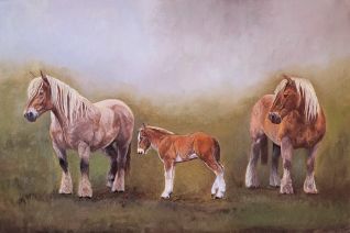 Belgische trekpaarden 