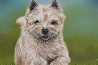 Cairn Terrier Kary