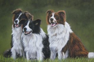 Jewel Fields Border Collies