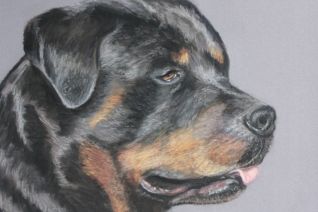 Rottweiler