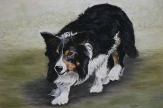 Werkende Border Collie