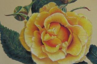 De roos met de naam Benita