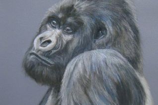 Berggorilla Zilverrug