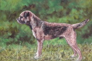 De Border Terrier Kalle