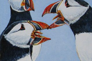 atlantic puffins