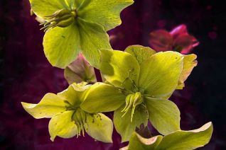 helleborus
