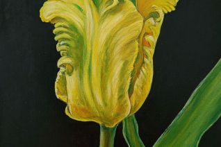 tulp Goldrace