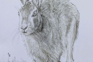 hare 4