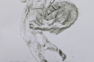 hare 8