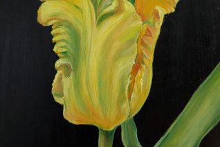 tulp Goldrace