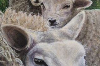 de schapen van Pieter