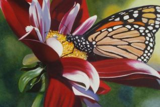 Monarchvlinder op rode dahlia