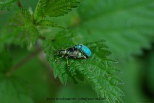 Groene Struiksnuittorren