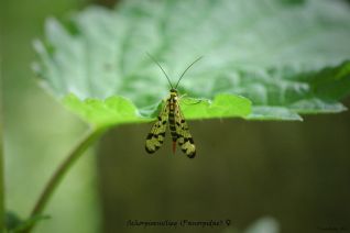 Gewone Schorpioenvlieg (vrouw)