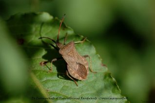 Zuringwants of Fluweelbruine Randwants (Coreus marginatus)