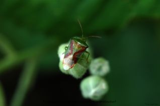 Berkenschildwants (Elasmostethus interstinctus)