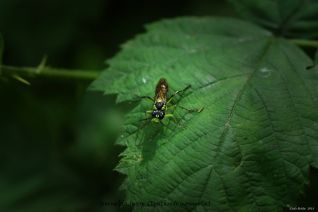 Groene bladwesp (Tenthredo mesomela)